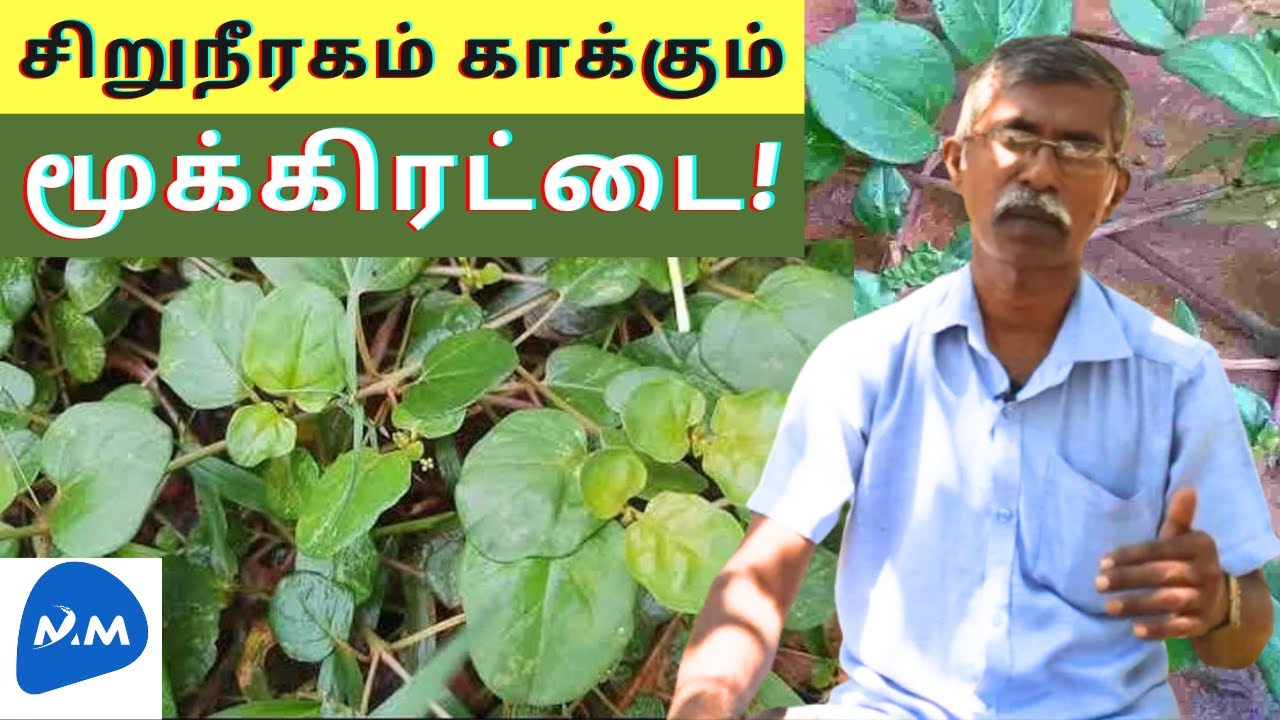 சிறுநீரகத்தை சீராக்கும் மூக்கிரட்டை | Mookirattai Keerai | Punarnava | Tamil | Master Mano | V339