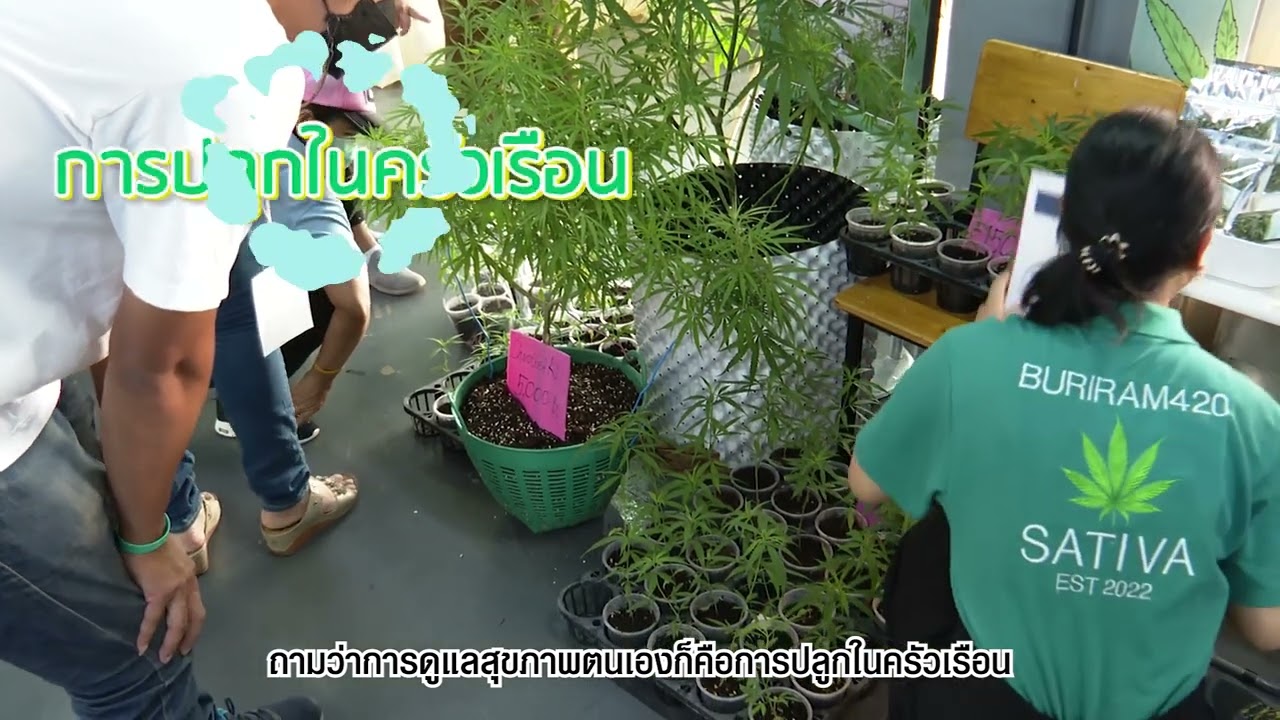 แอปพลิเคชันปลูกกัญ (plookganja) ช่องทางสำหรับจดแจ้งการปลูก | เทคโนโลยีชาวบ้าน