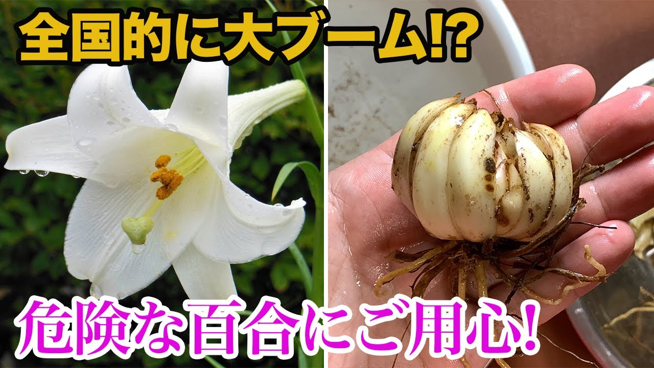 全国的に大ブーム！？危険な百合にご用心！