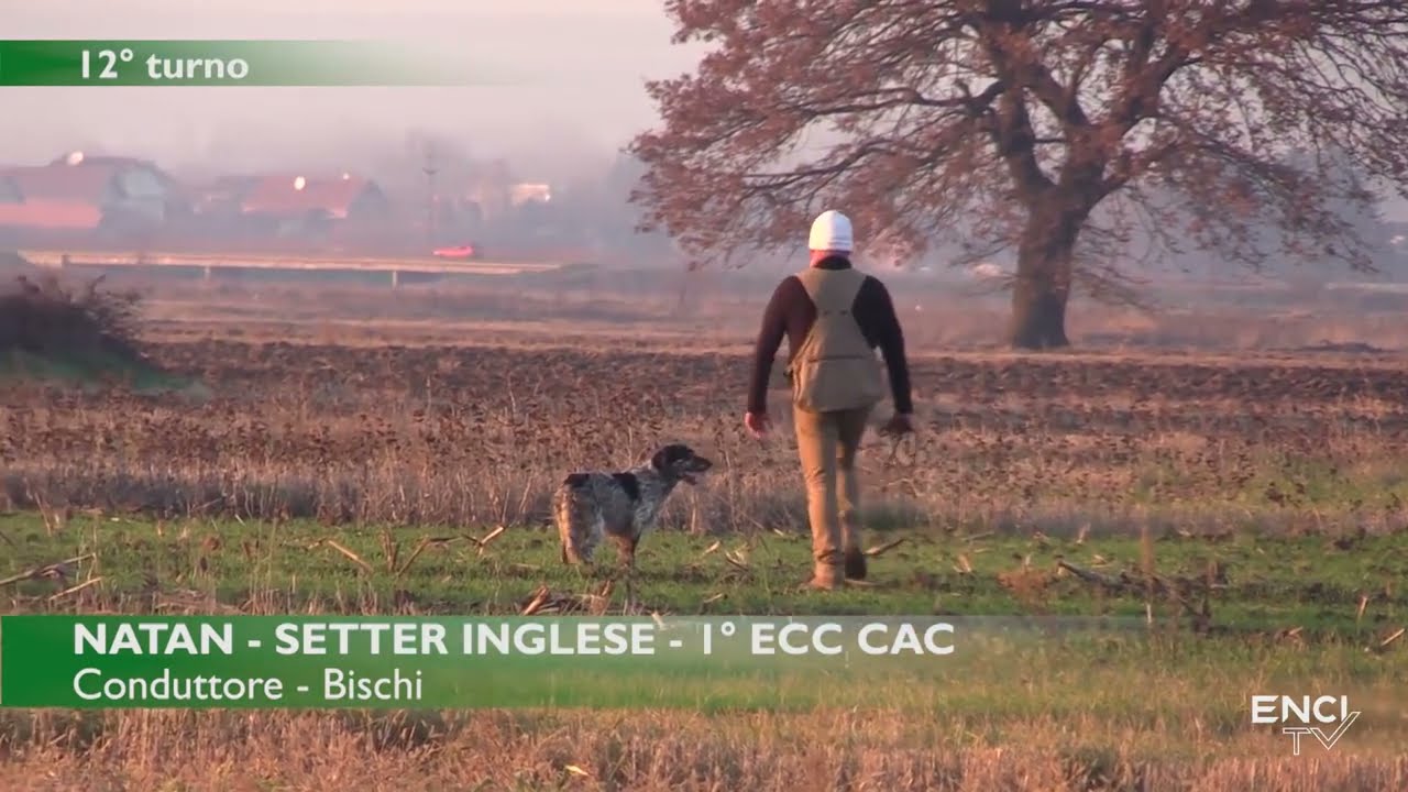 NATAN #ingilizsetter #setteringlese #avköpeği #fieldtrial #grandecerca