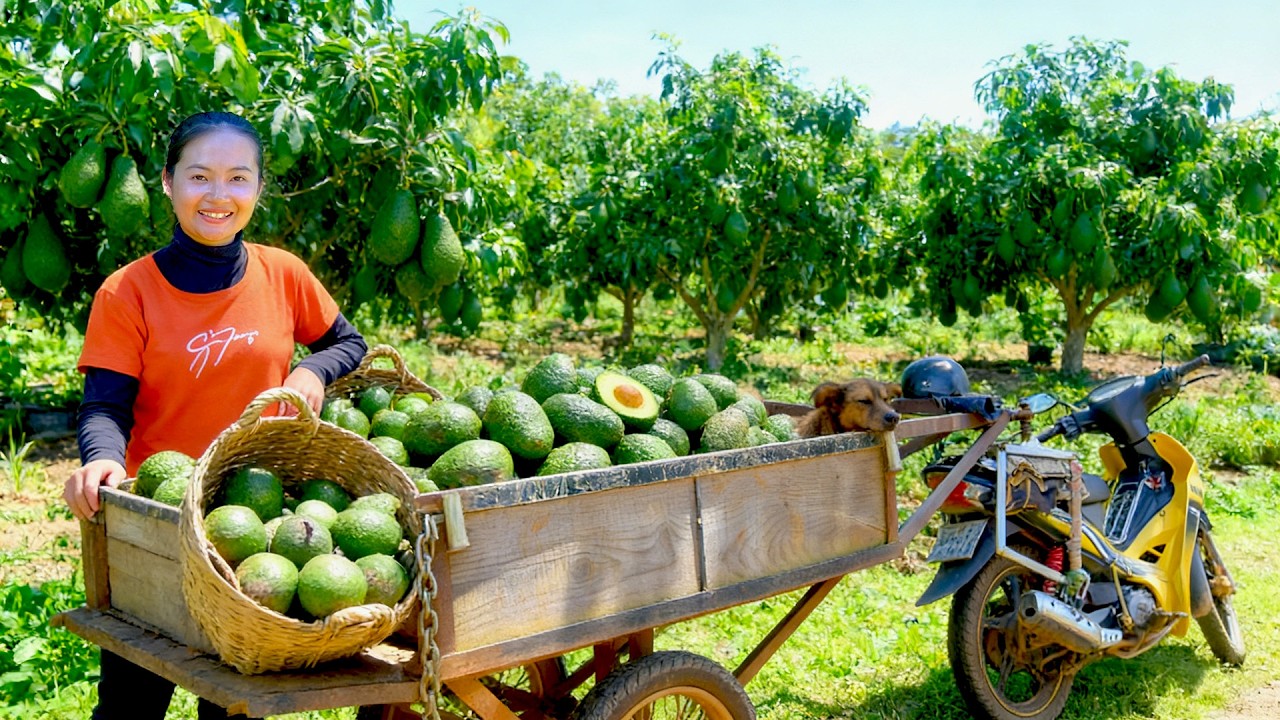 Harvest Avocados To Sell At The Market – Care For Plants And Animals On My Farm