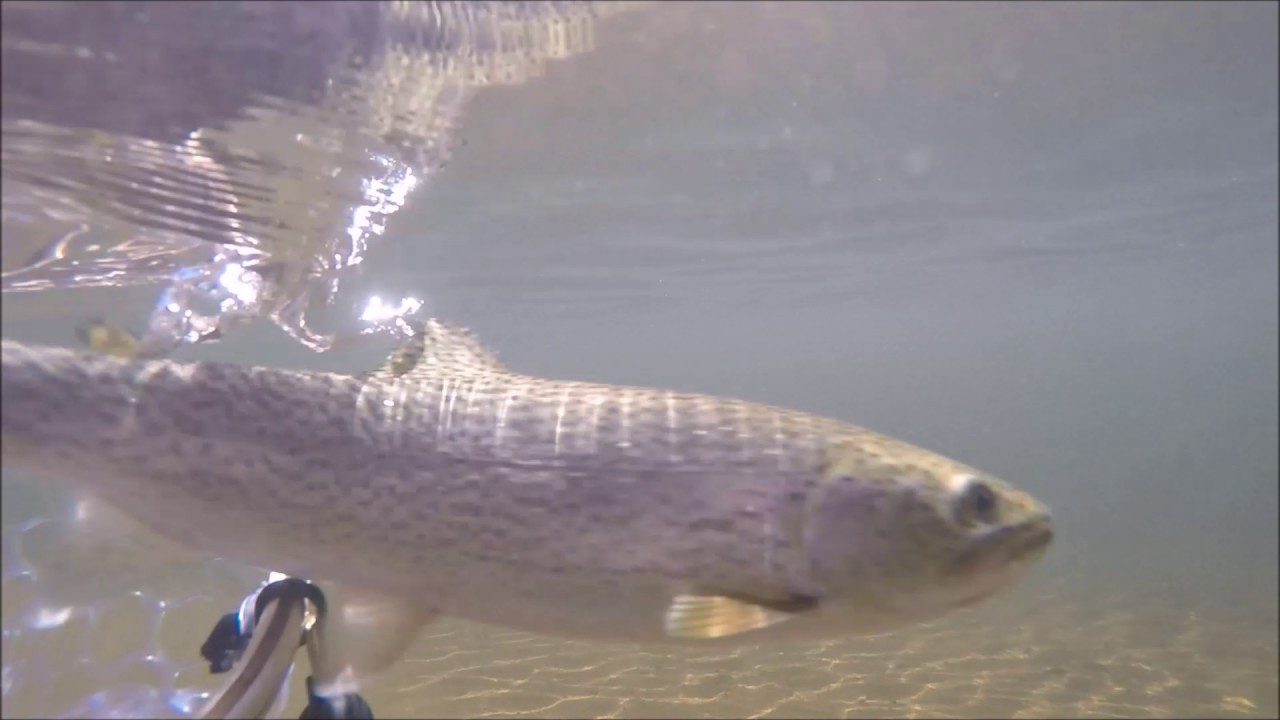 Northcoast flyfishing