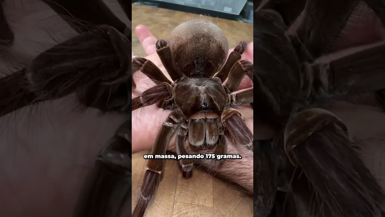 Conheça as maiores aranhas do mundo