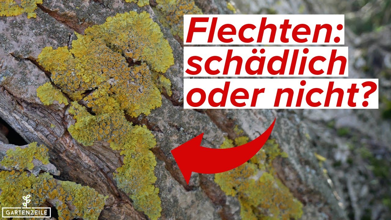 Flechten an B&auml;umen - sch&auml;dlich oder n&uuml;tzlich? Das solltest du wissen!