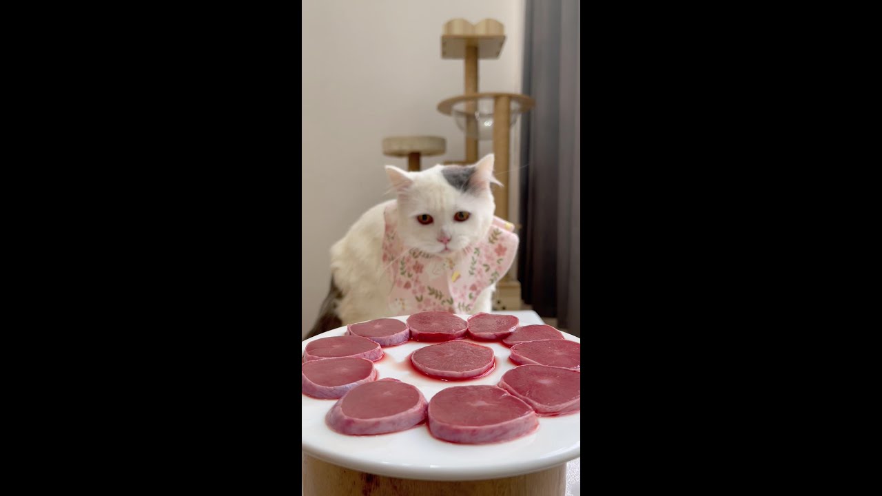 Kitten's Catering# Little Greedy Cat# Cat# Cat Feed Diary# Adorable debut plan# Shovel Official Dia