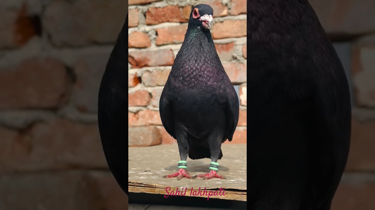 Kala Gujarati kabootar lover 🔥👑💯 