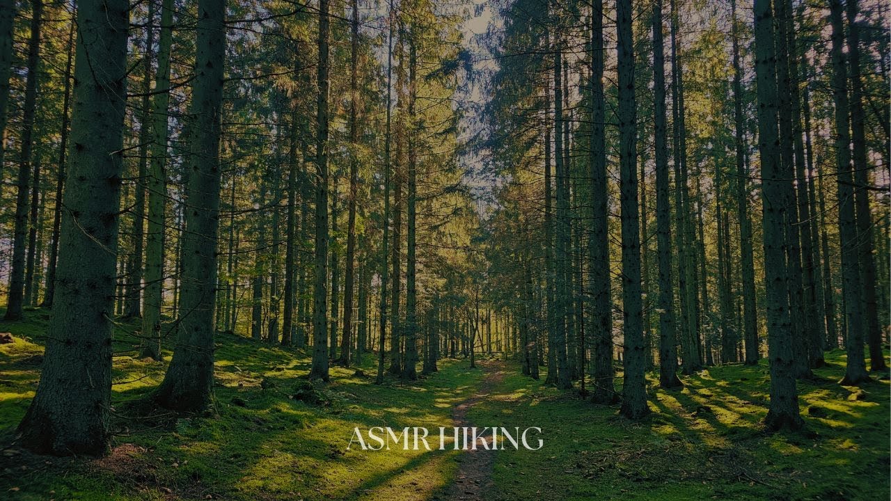 Hike in a Peaceful Danish Forest | POV, Relaxing ASMR Walk, No Talking