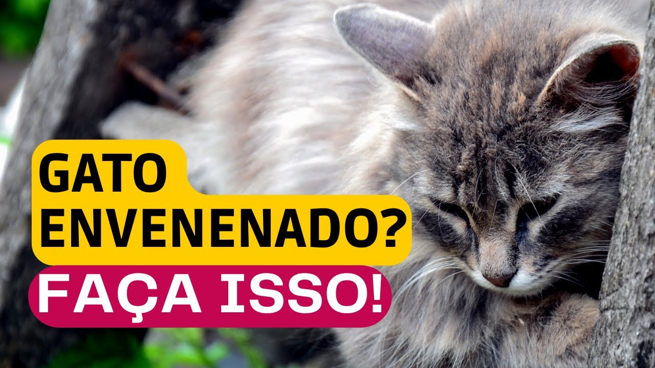 Meu Gato Comeu Veneno: O Que Fazer? FAÇA ISSO! ✅🚨