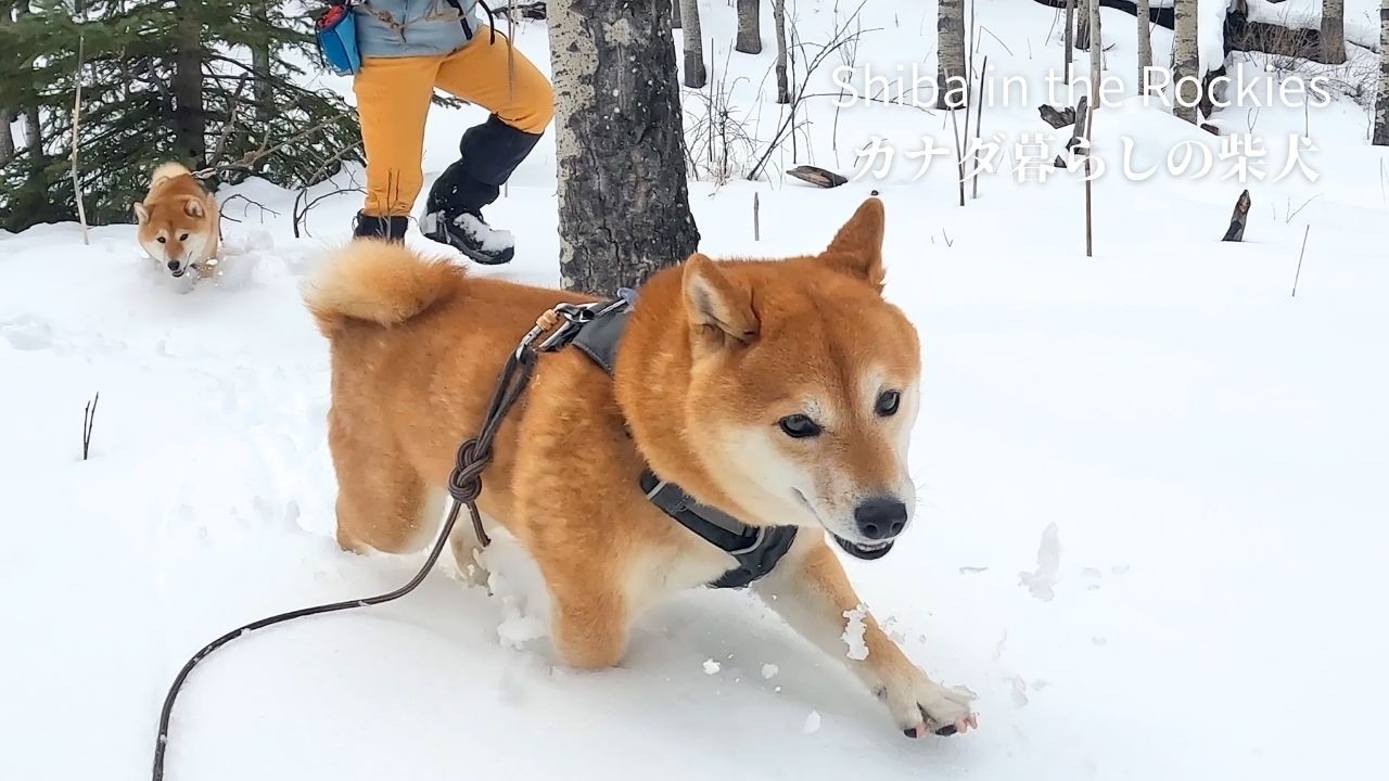 家でしょんぼりしていた柴犬が大自然で覚醒する様子がこちらです【4K】