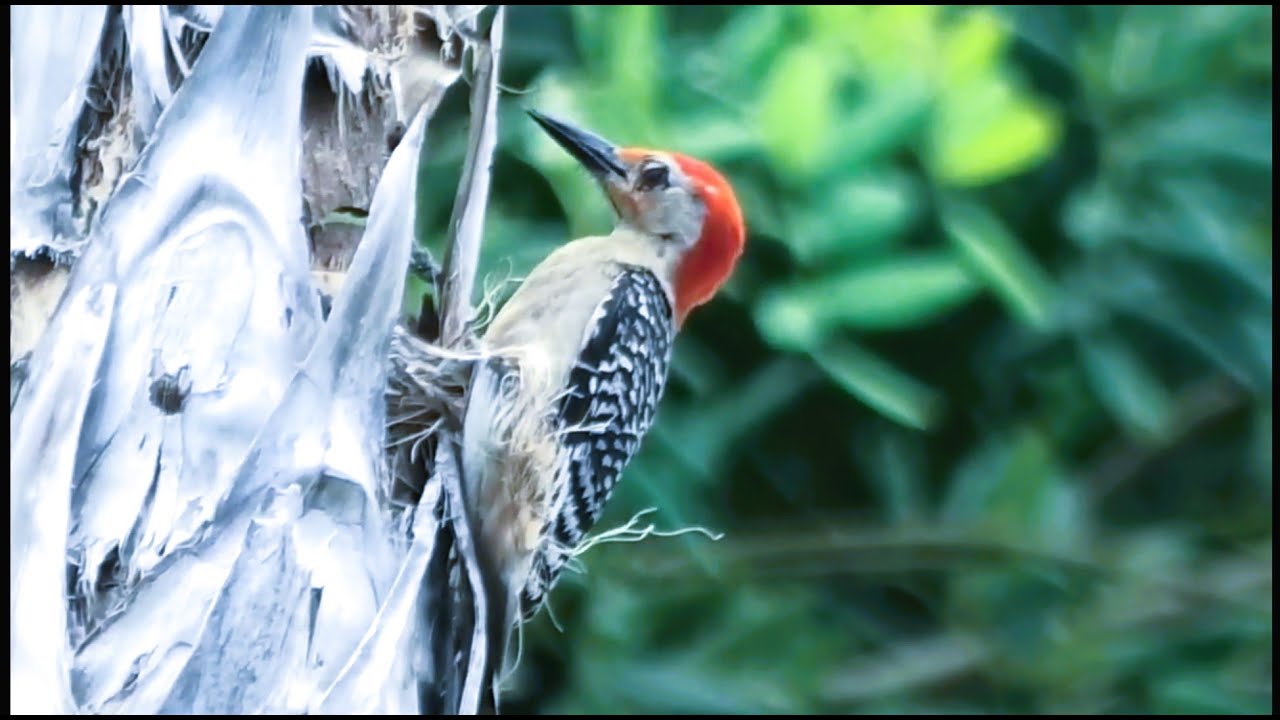 URBAN BIRDS SPOTTING in South Florida