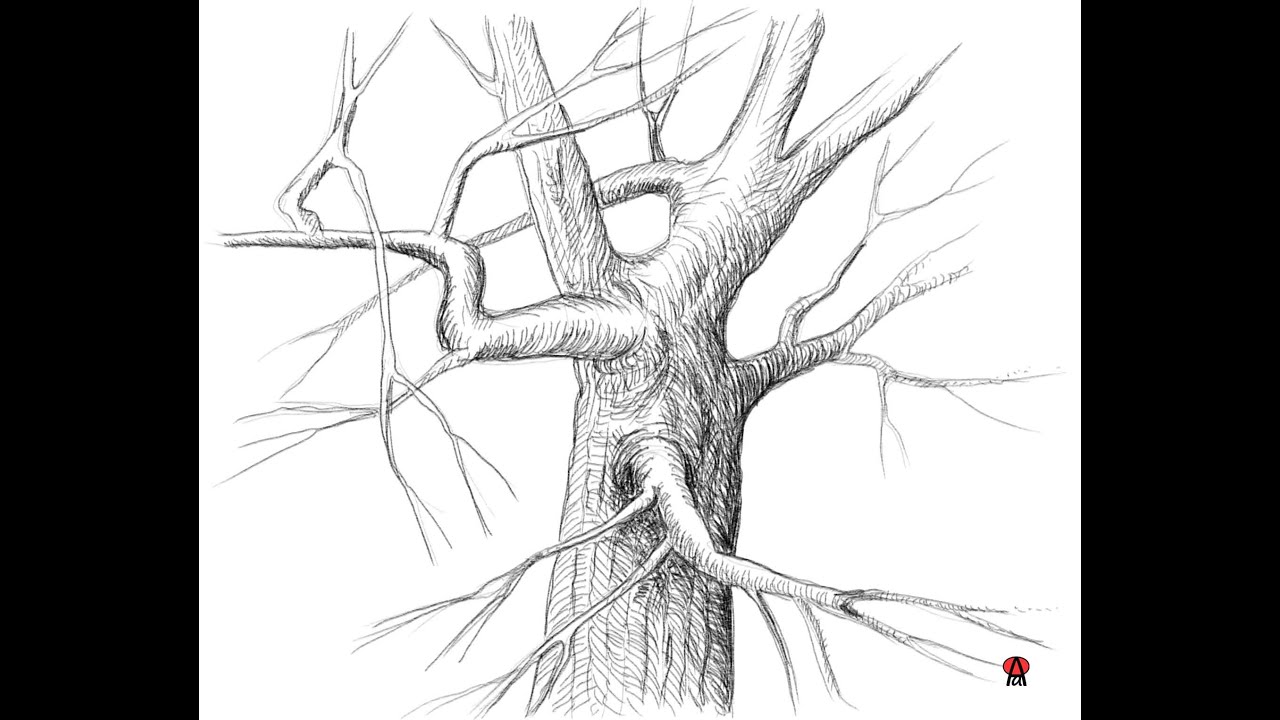Video con sequenze operative per il disegno a matita di un tronco di albero ramificato.