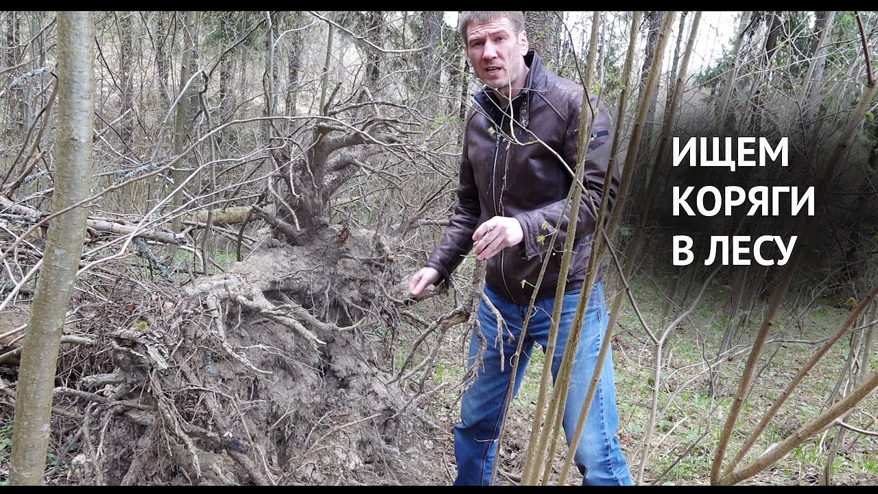 Ищем коряги в лесу