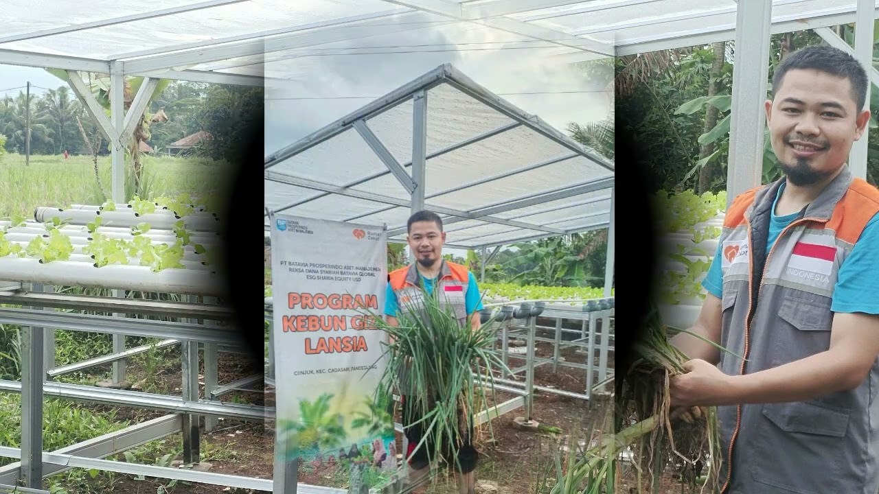 Pembersihan Kebun Gizi dan Penanaman Bawang Daun panen kacang panjang