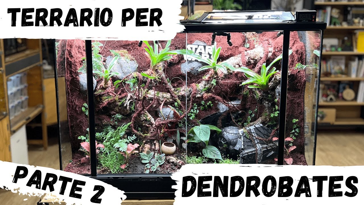 TERRARIO RAIN FOREST PER DENDROBATES - PARTE 2 - BASSI GARDEN - DREVIVARIUMS - RETTILI