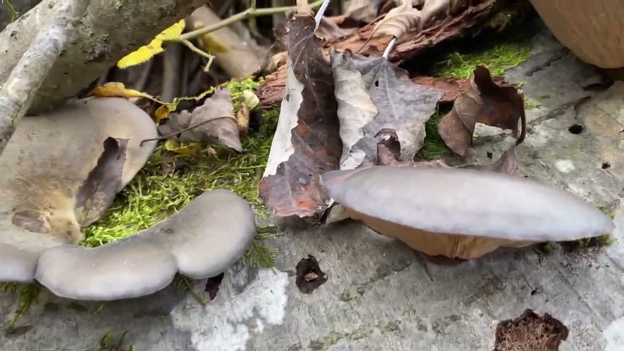 Pleurotus pulmonarius/ Nicoreți/Ciuperca șoarecelui/Roadele pădurii de fag/ [Ciuperci murate]
