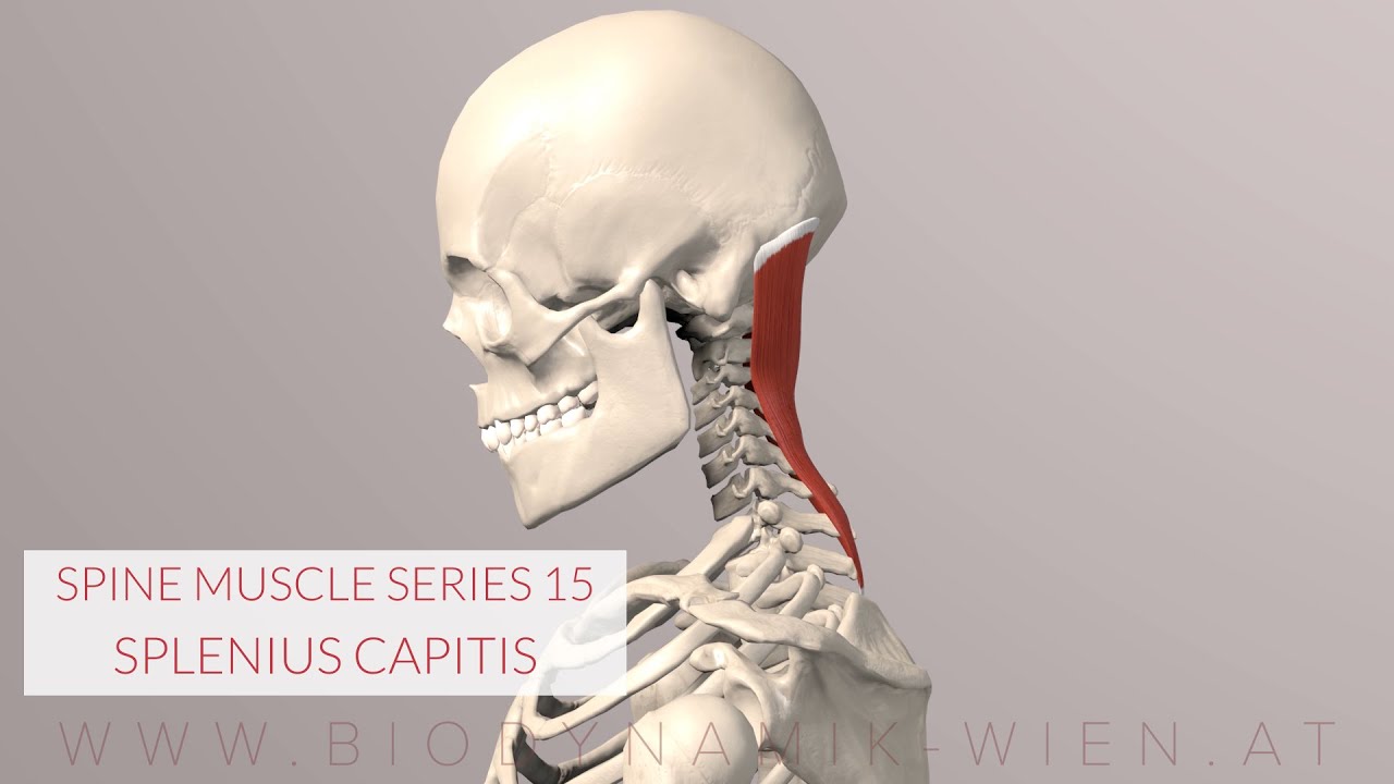 Splenius Capitis: Spine Series 15, Neck Muscles (3D Animation)