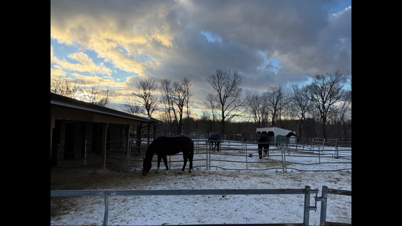 ￼￼ Friday Horse Barn Live