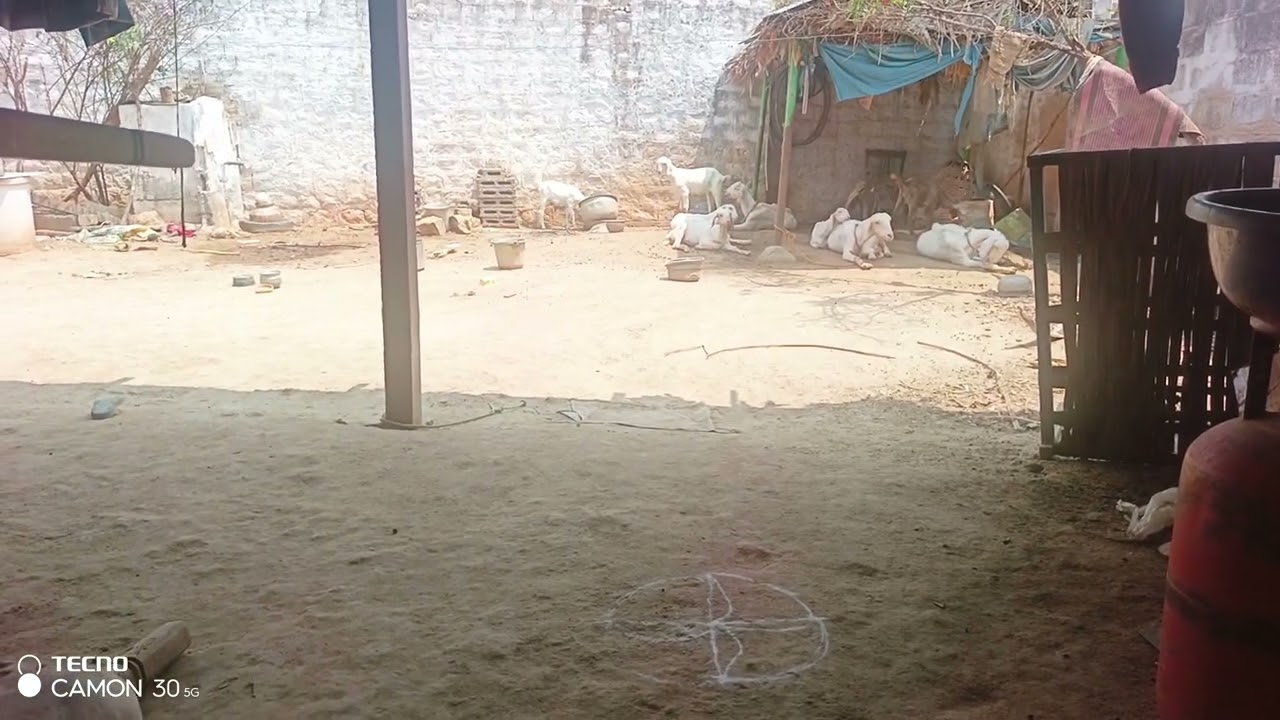 கிழட்டு பல்லி துள்ளி குறிக்கிறது🤣
