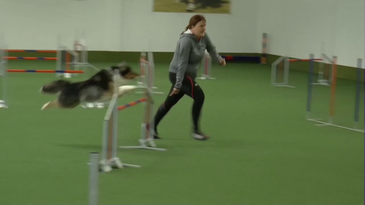 Agility-Training mit Dieter Heinrich - Susi und Bailey - 19.11.2016