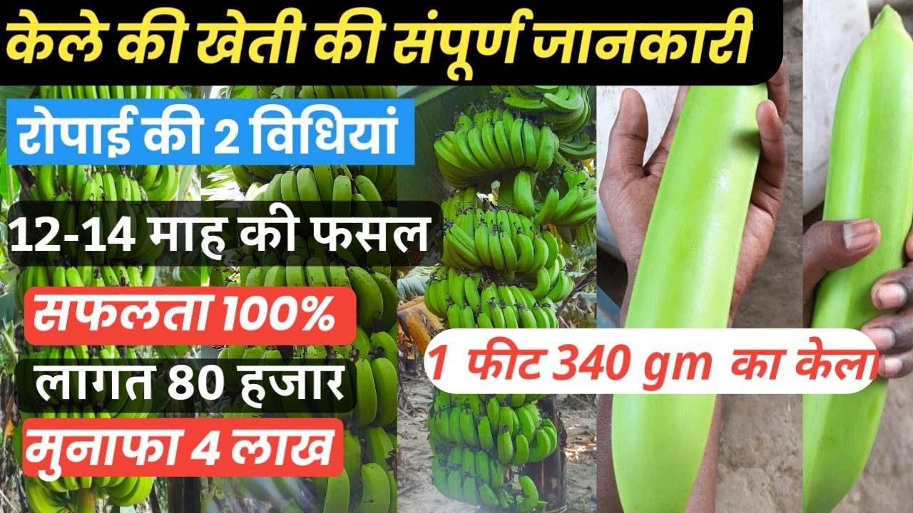 केले की खेती // Kele ki kheti // Banana farming // G9 tissue culture  संपूर्ण जानकारी Part 1