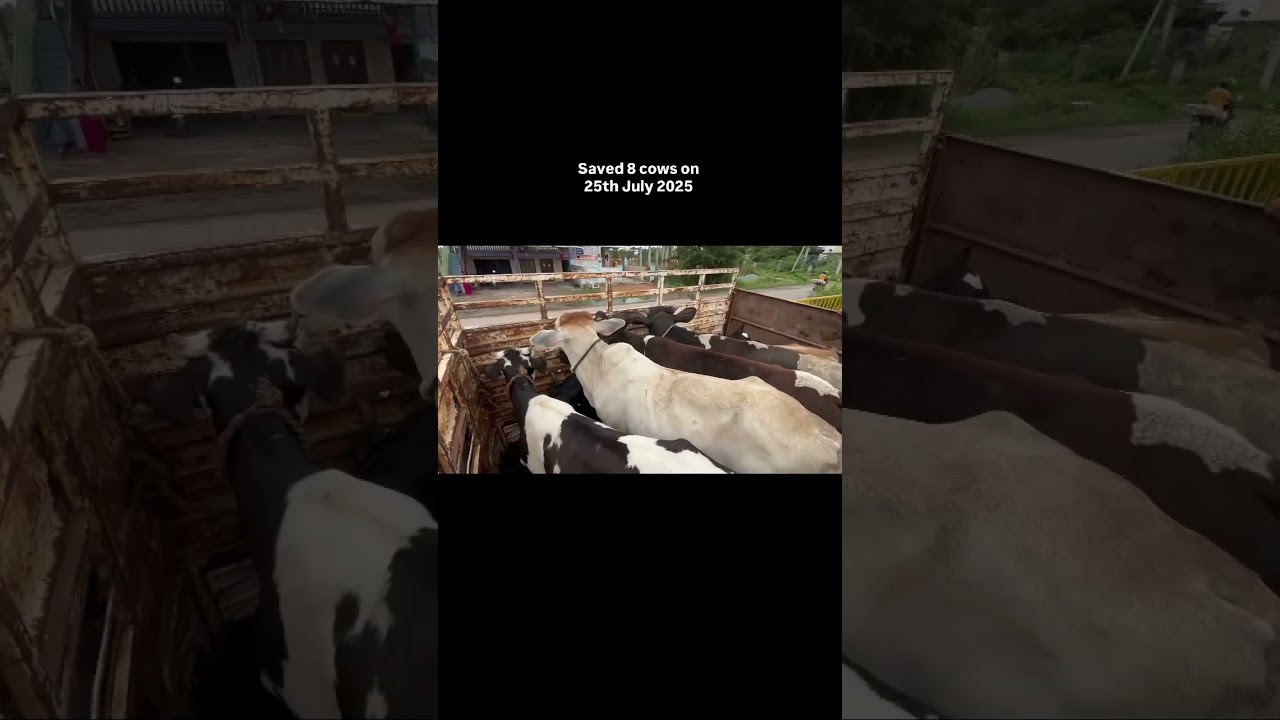 Gau raksha #gaurakshak #gauraksha #trending #viral