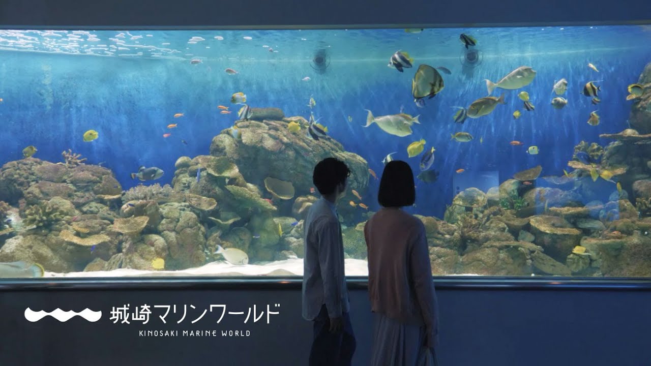 さぁ、海へ出かけよう。long ver.〈城崎マリンワールド Promotion Video〉