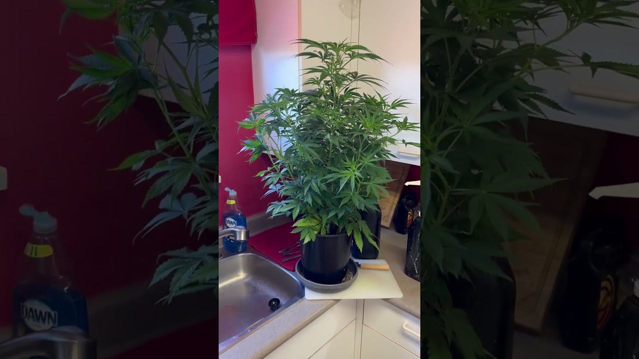 Super Male Rockstar Kush Breeding Buck!