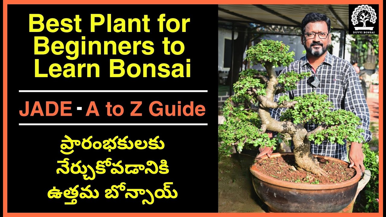 Best Plant for Beginners to Learn Bonsai|Jade-A2Z Guide|ప్రారంభకులకు నేర్చుకోవడానికి ఉత్తమ బోన్సాయ్