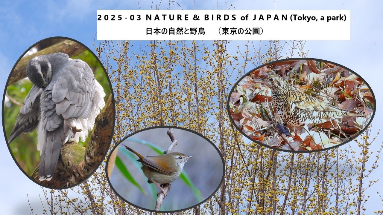 2025 - 03 Nature & Birds of Japan  (Tokyo park )