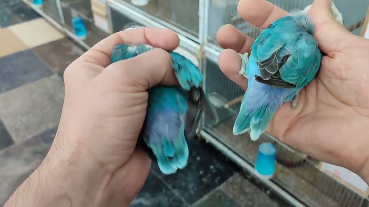 Agapornis Personata Opalinos en Aviario DeZurbano. Claves para identificarlos, colas, rabadillas...🤯