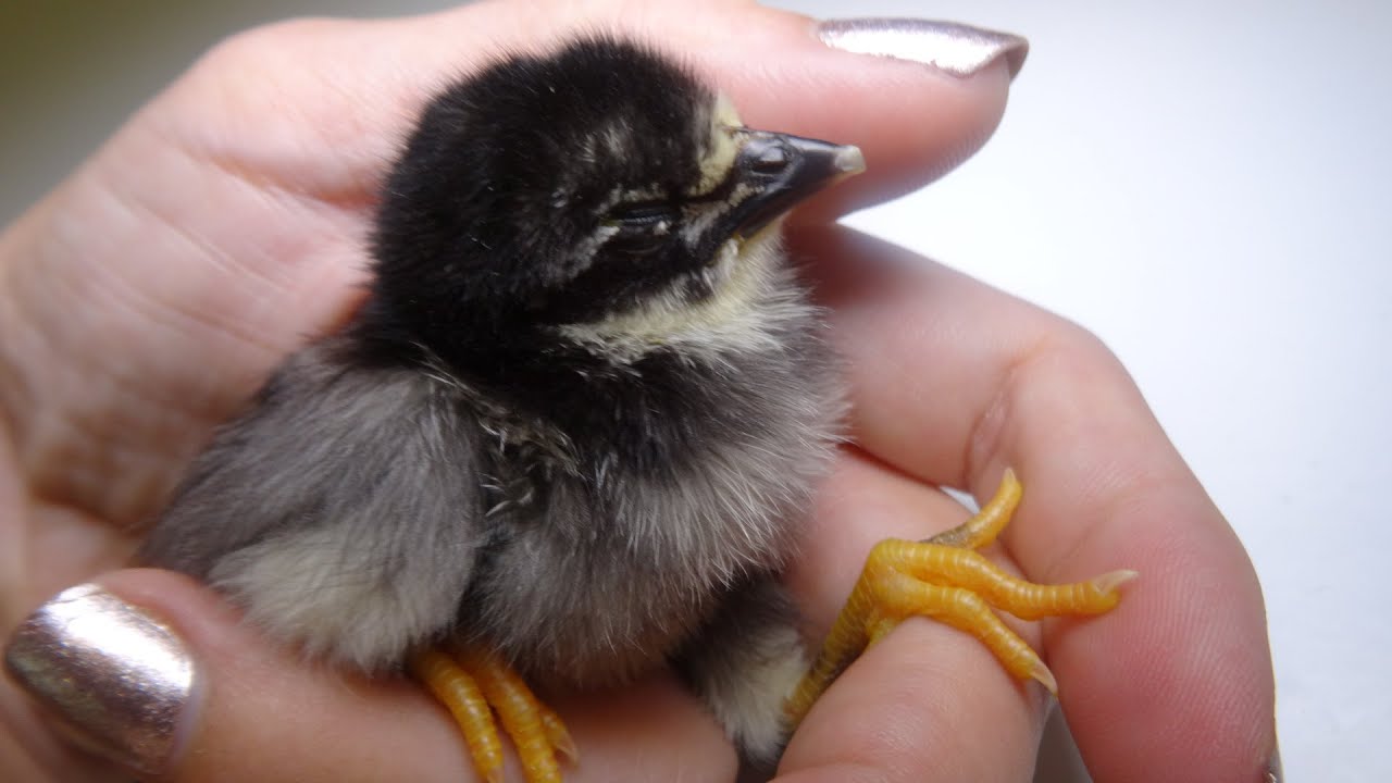 New baby chick's first day