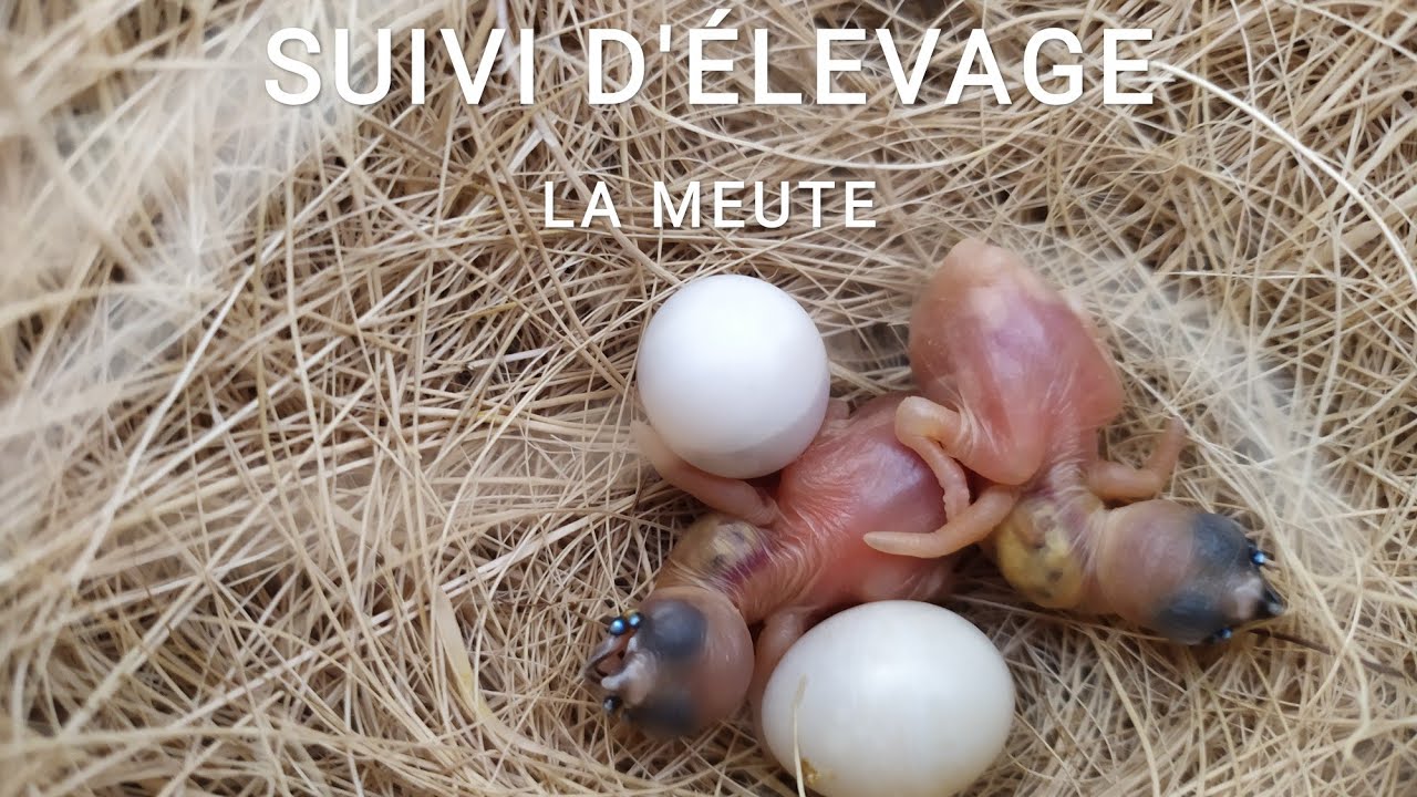 SUIVI D'ÉLEVAGE- FIN DE SAISON 2020/2021 + RECETTE 100% NATURELLE 🌿