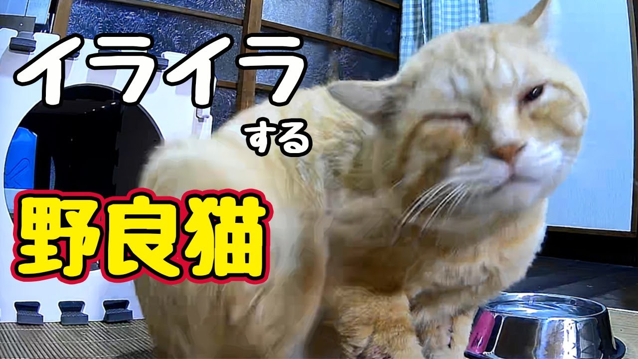 あぁ〜 わかった　わかったから【野良猫】