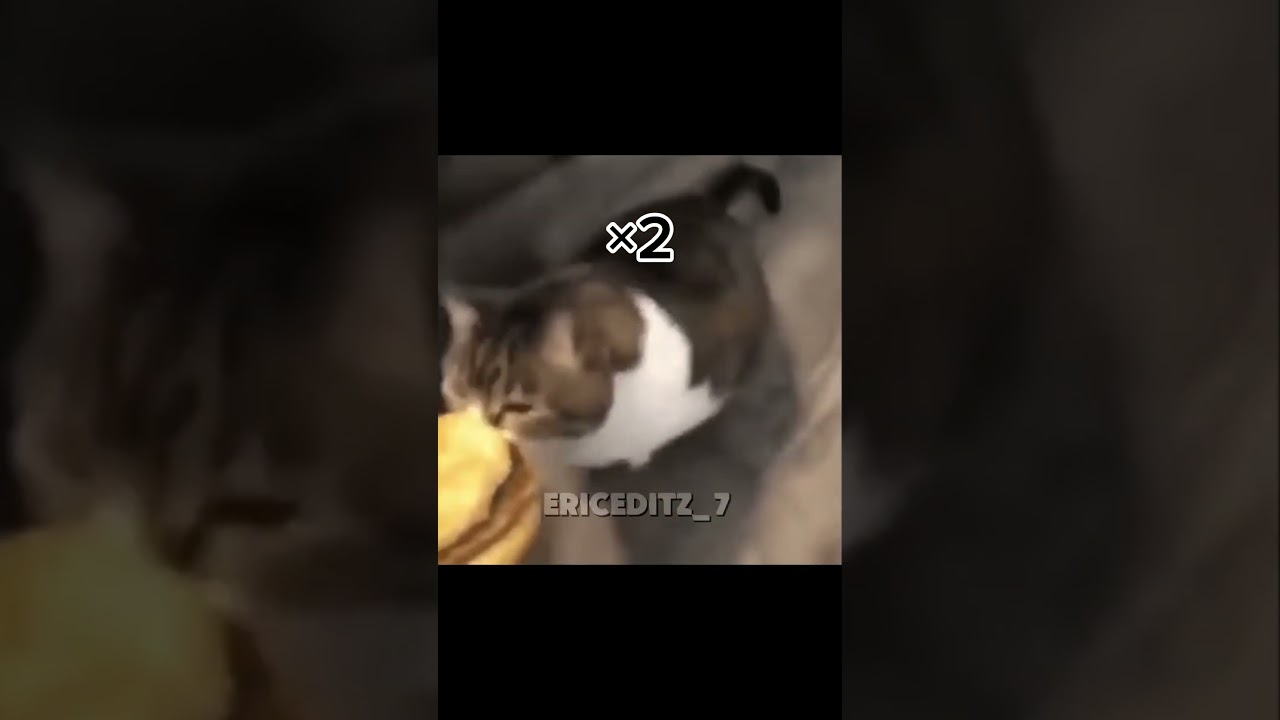 Here kitty you can have cheese burger #shorts #viralvideo #trending #meme #memes