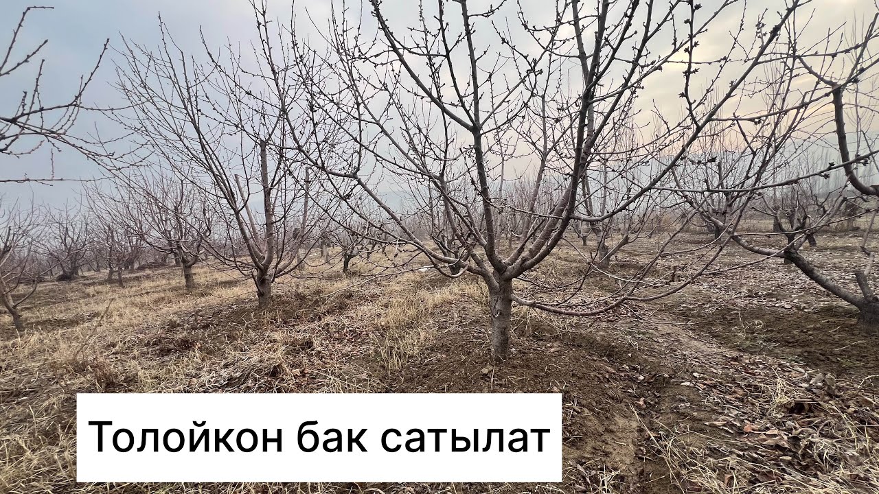 Толойкон бак сатылат44 соток баасы30 мин$ Кеми бар ‪+996 551 000 220‬