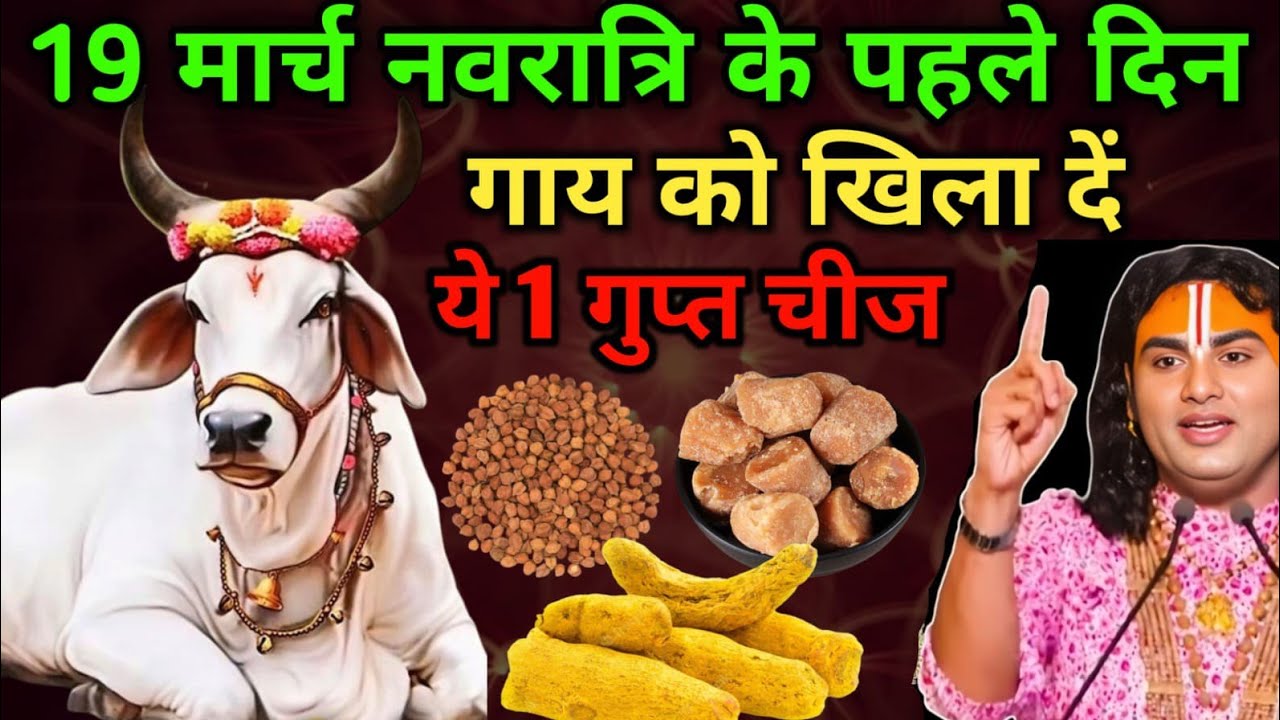19 मार्च नवरात्री के पहले दिन चुपचाप गाय को खिला दें 1 छोटी सी चीज 1 महीने में करोड़पति बन जाओगे..