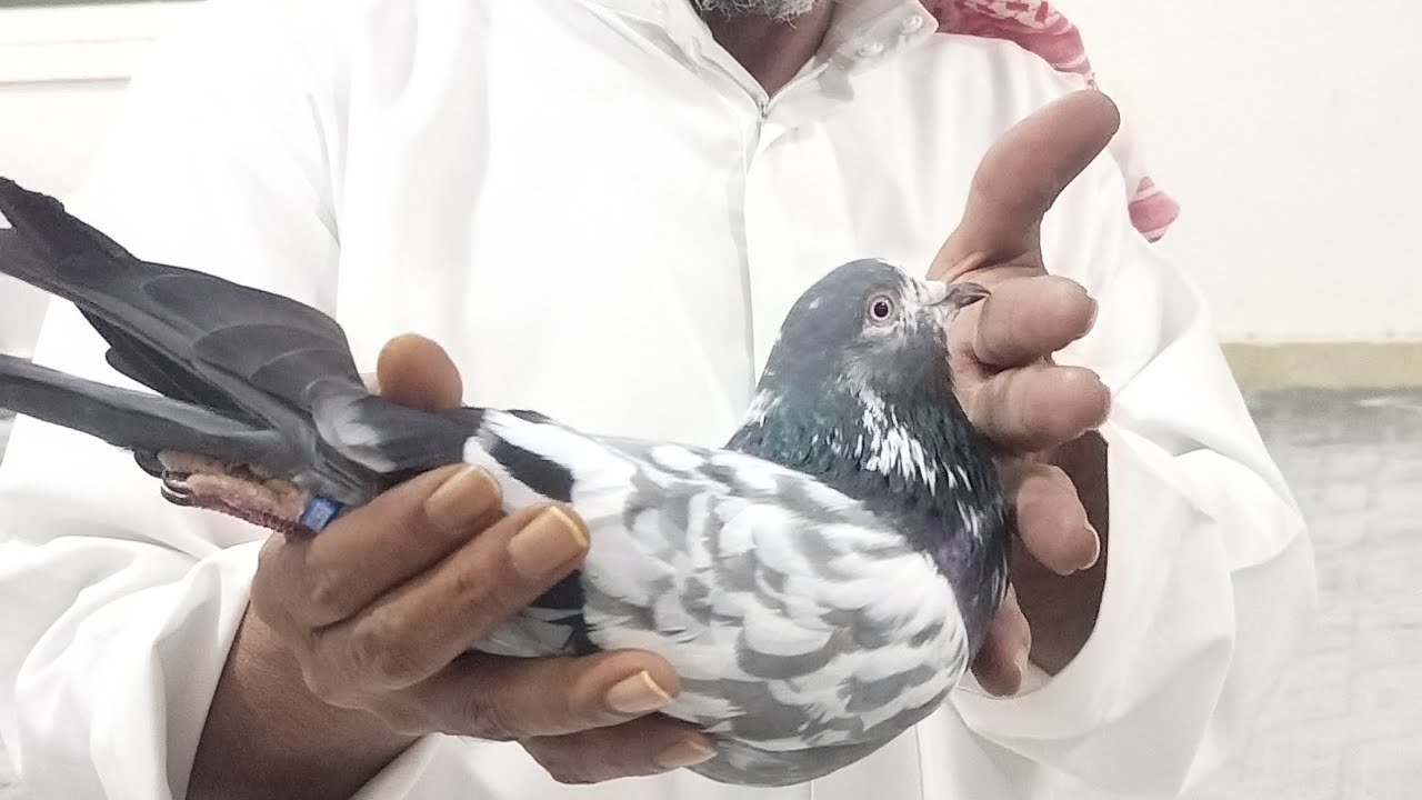 وحش النسخ الاستاذ ابو عبدالرحمن والزوج الشينا الذهبي سوخوي 