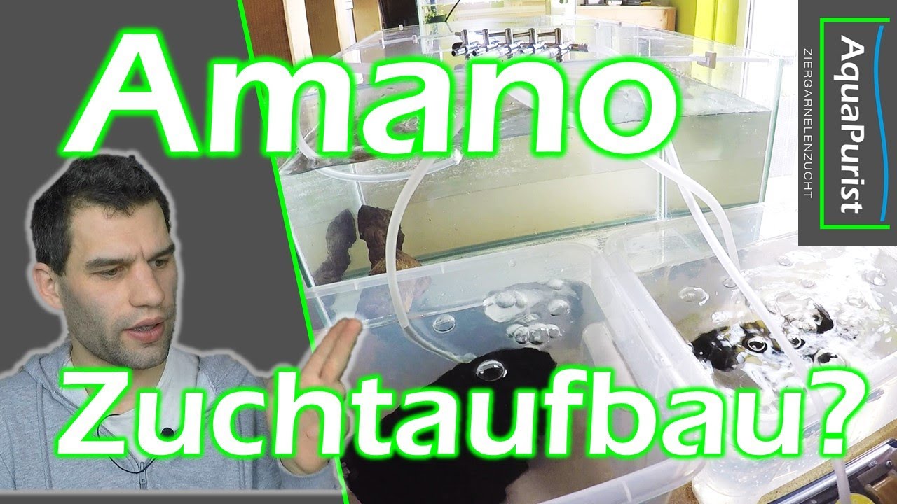 Experiment: Wie bekomme ich Amanogarnelen gezüchtet?