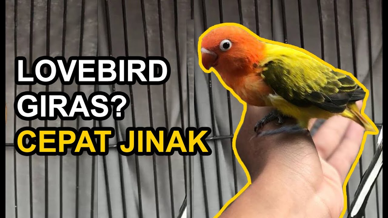 7 Cara Merawat Lovebird Giras agar Cepat Jinak