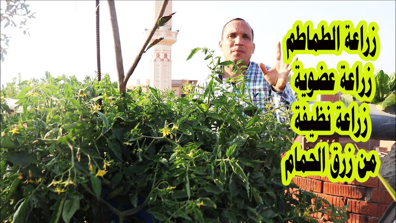 وداعاً للأكل الملوث تعلم زراعة الطماطم الأورجانيك زراعة عضوية بزرق الحمام  Organic cultivation