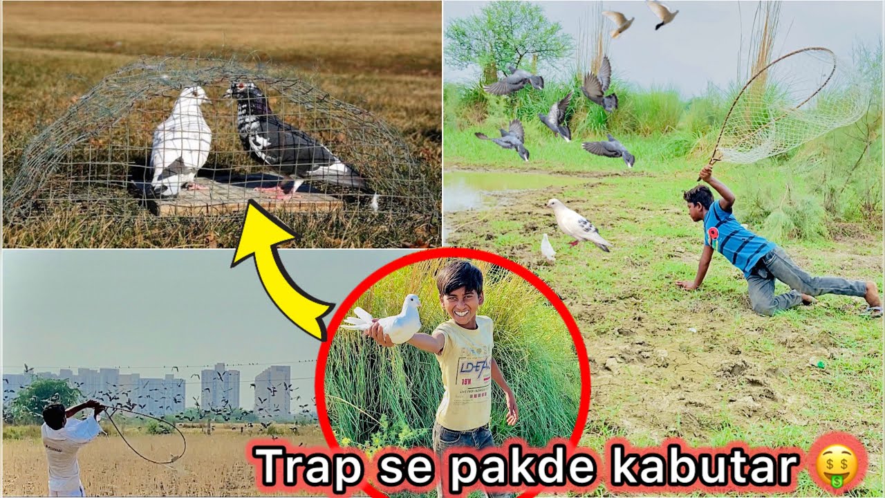 Pigeon trap lga kr pakde kabutar 🤑 || Try to catch 5 pigeon in field 🌾