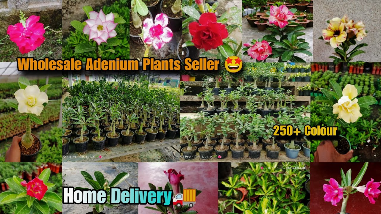 🔴 Online Sell || Wholesale & Retail Adenium Plants Nursery 🌱 Kolkata New Best Adenium Plants Nursery