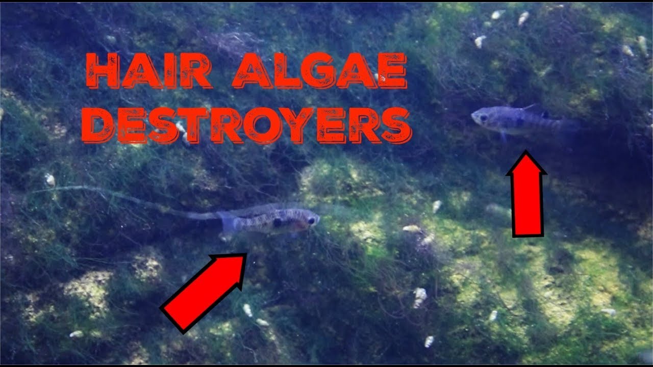 Tiny Fish I Hired To Destroy Hair Algae