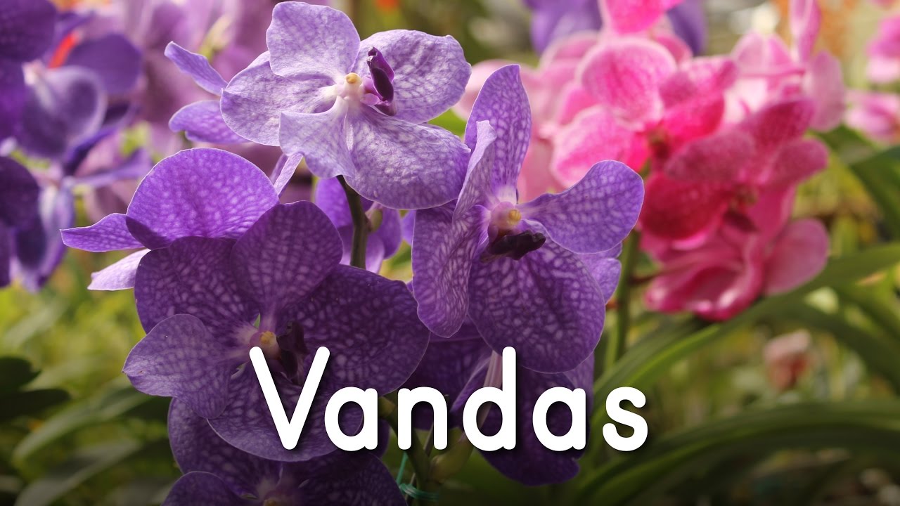 Orquídeas Vandas