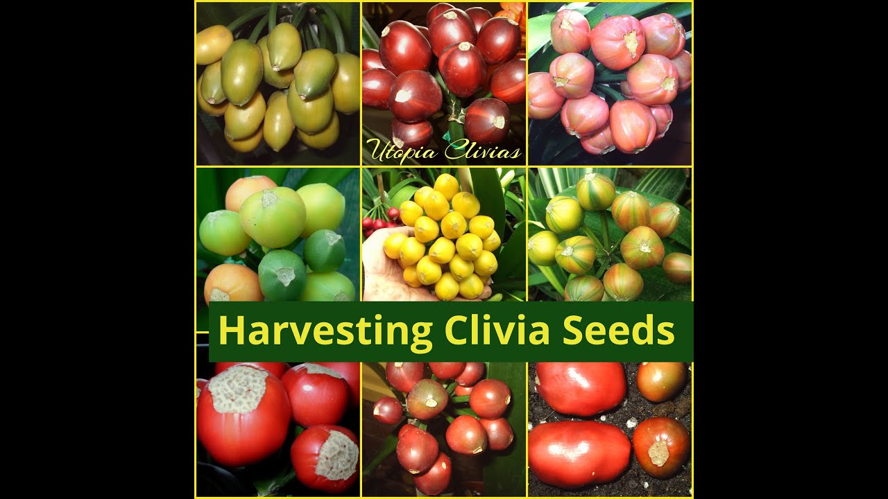 How to Harvest Clivia Seeds Like a Pro 🌱 | Utopia Clivias Expert Guide