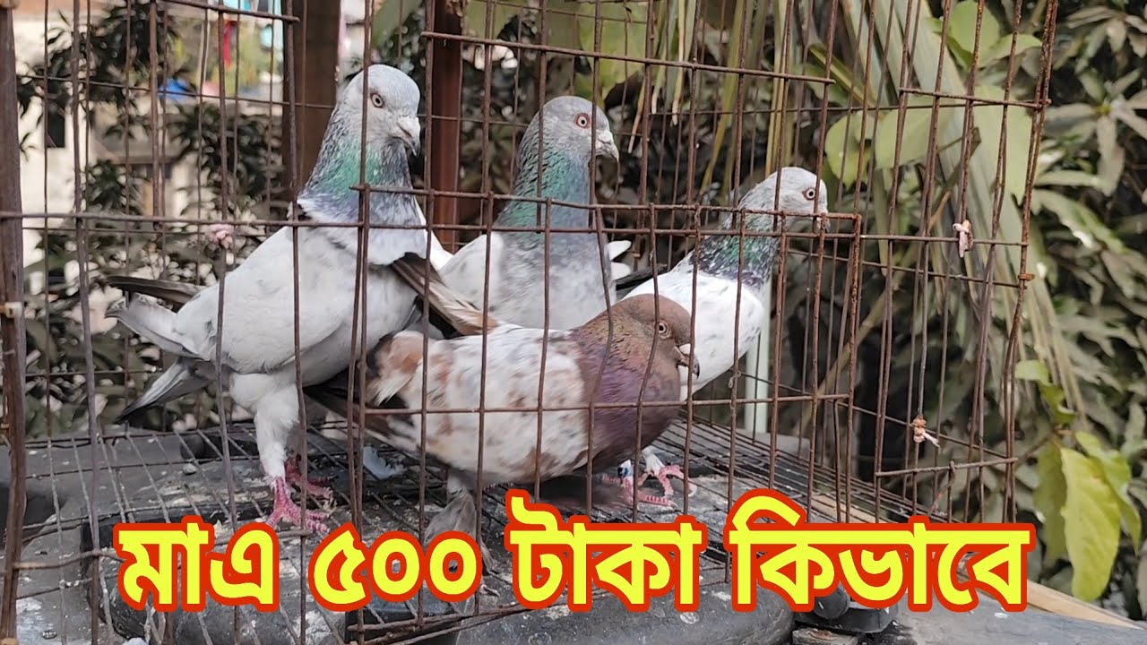 গুলিস্তান হাট থেকে ৫ পিছ কবুতর কিনে আনলাম