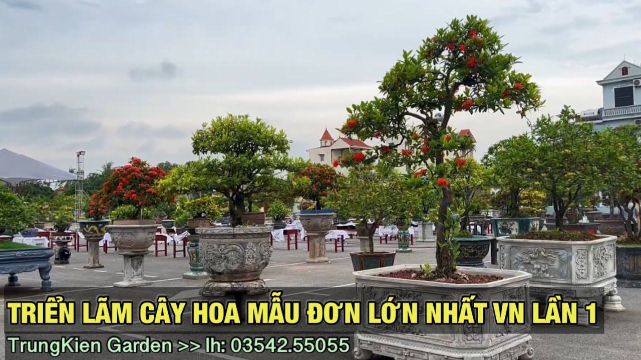 Triển lãm cây hoa mẫu đơn lớn nhất việt nam lần 1-Trung kiên garden, zalo: 035.42.55055