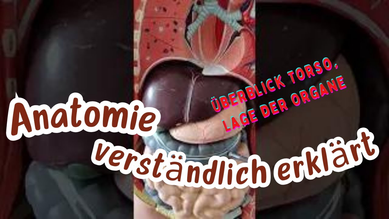 Überblick Torso, Lage der Organe. Wo sind unsere Organe im Körper?  Anatomie des Menschen