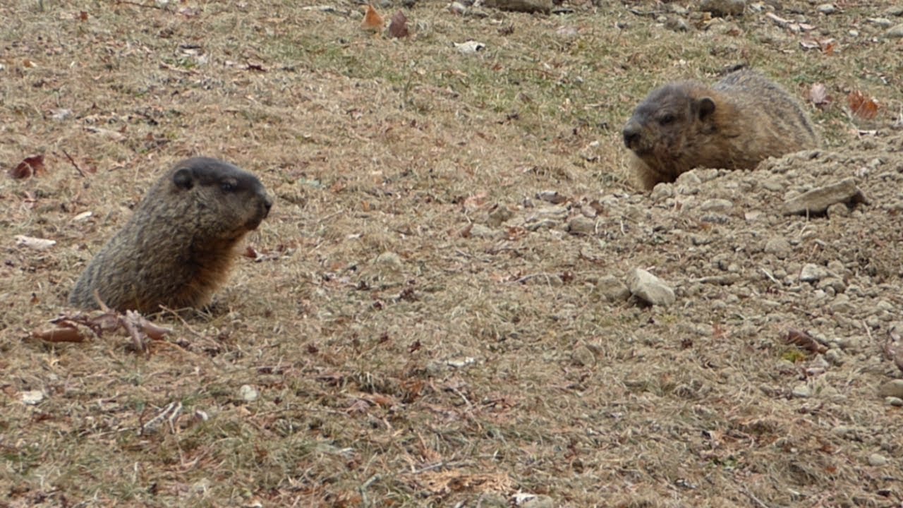 Groundhogs - my first sighting for 2025 - over a minute of a woodchucks - whistle pigs #animals