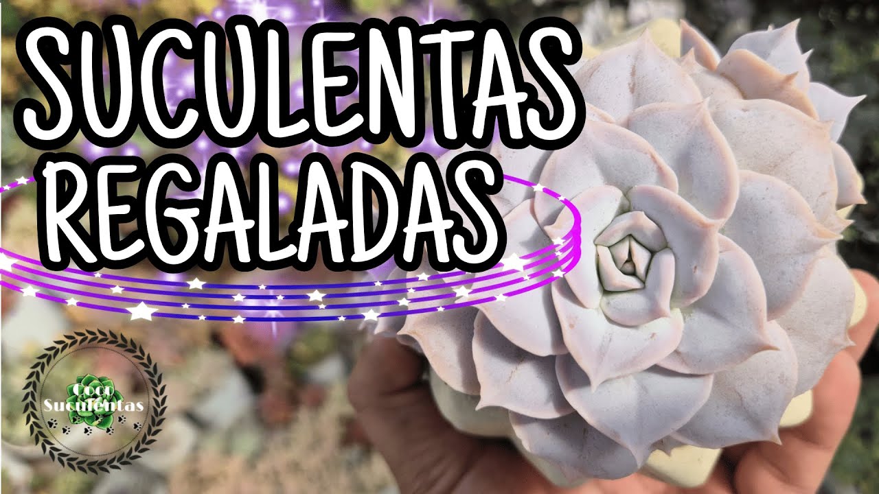 SUCULENTAS QUE ME HAN REGALADO - RETO -